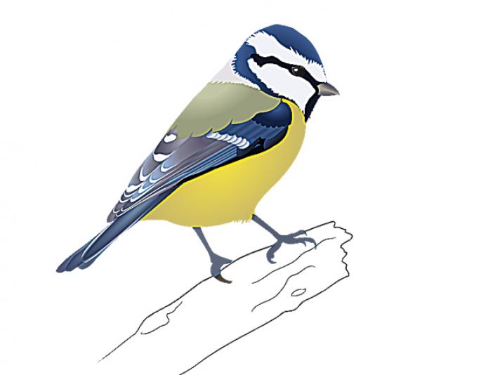 712x534 Oiseaux D'Hiver La Bleue