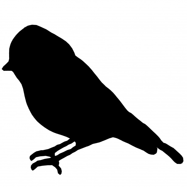 615x615 Black Bluetit Free Stock Photo