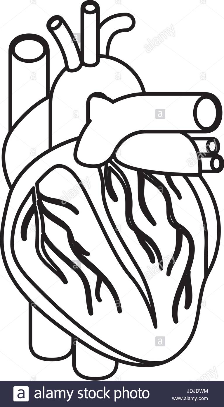 767x1390 Sketch Silhouette Heart System Human Body Stock Vector Art