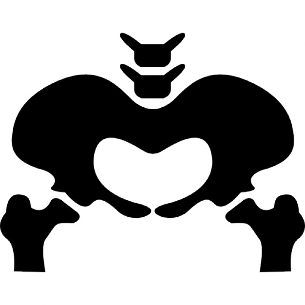 626x626 Pelvic Bone Silhouette Icons Free Download
