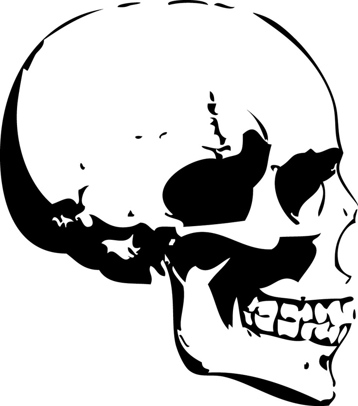 736x833 Skull Profile Bones