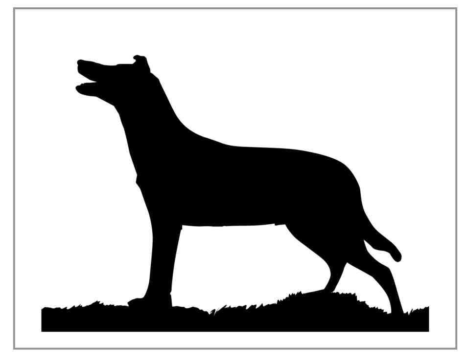 950x737 Sitting Border Collie Silhouette Animalsee.club