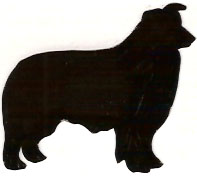 197x176 Border Collie