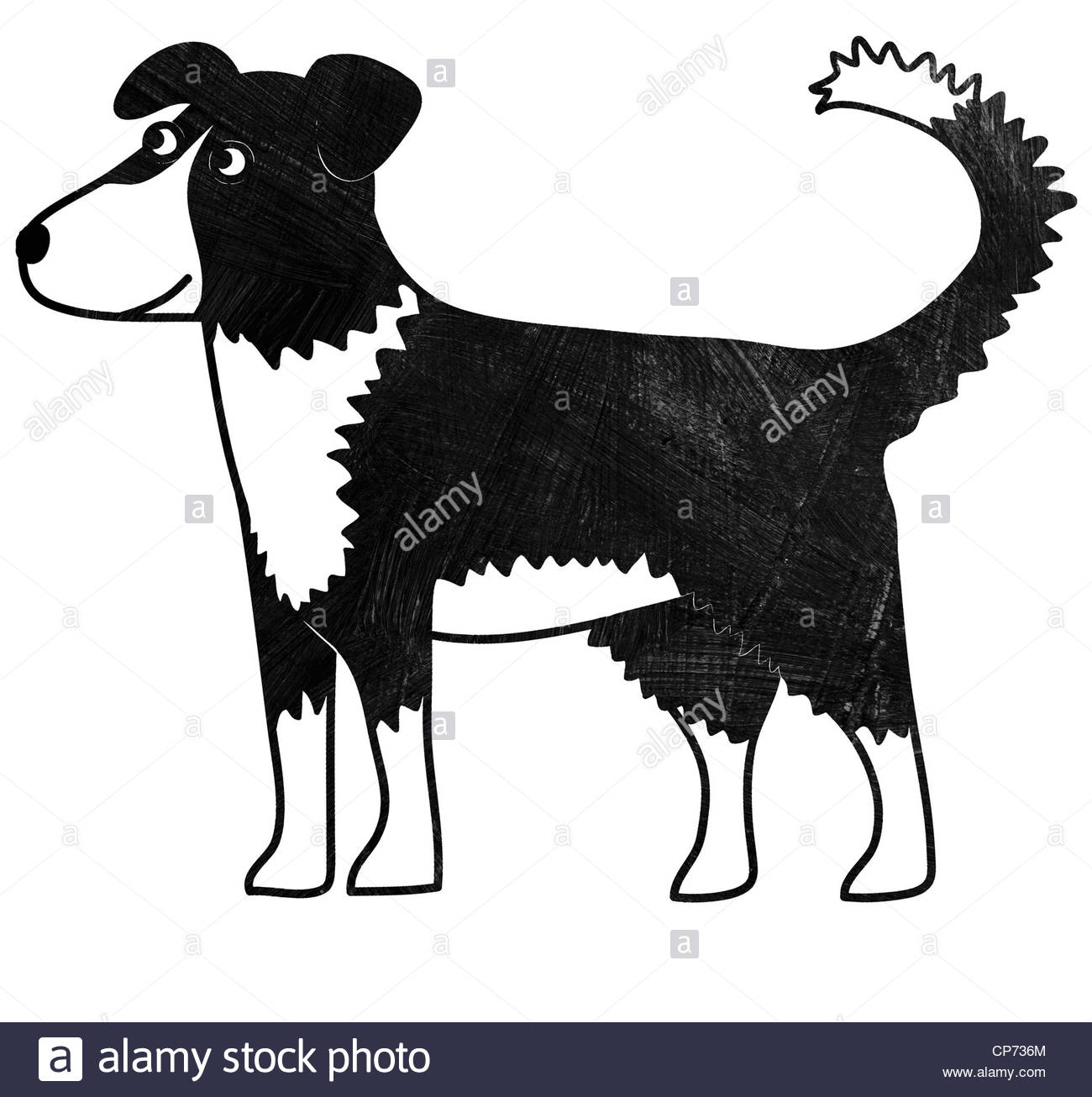 1300x1306 Border Collie Black And White Stock Photos Amp Images
