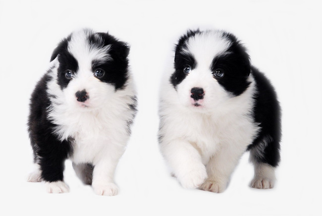 650x436 Two Dog Baby, Border Collie, The Dog, Pet Png Image And Clipart