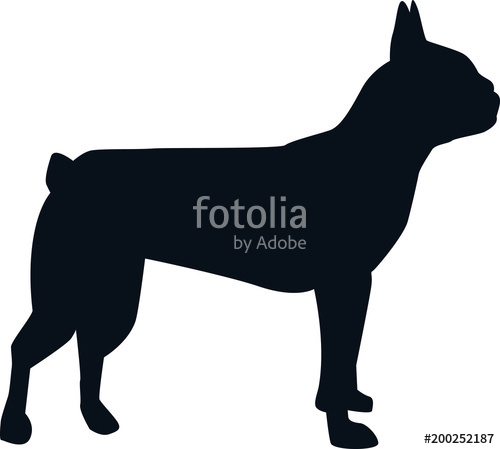 500x449 Boston Terrier Silhouette Black Stock Image And Royalty Free