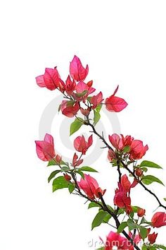 236x354 Bougainvillea By Michael Joseph Black And White Photo Canvas Art