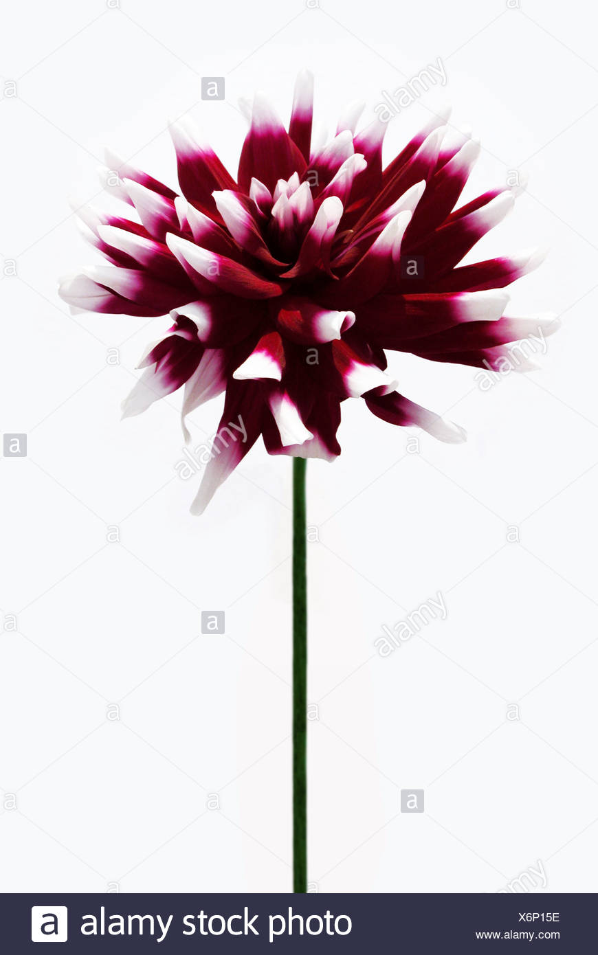 870x1390 Cactus Flower Silhouette Stock Photos Amp Cactus Flower Silhouette