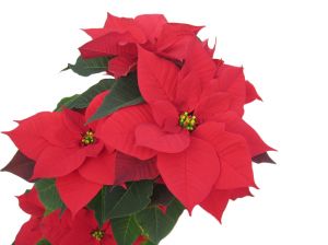 300x224 Christmas Flower Photo Free Download