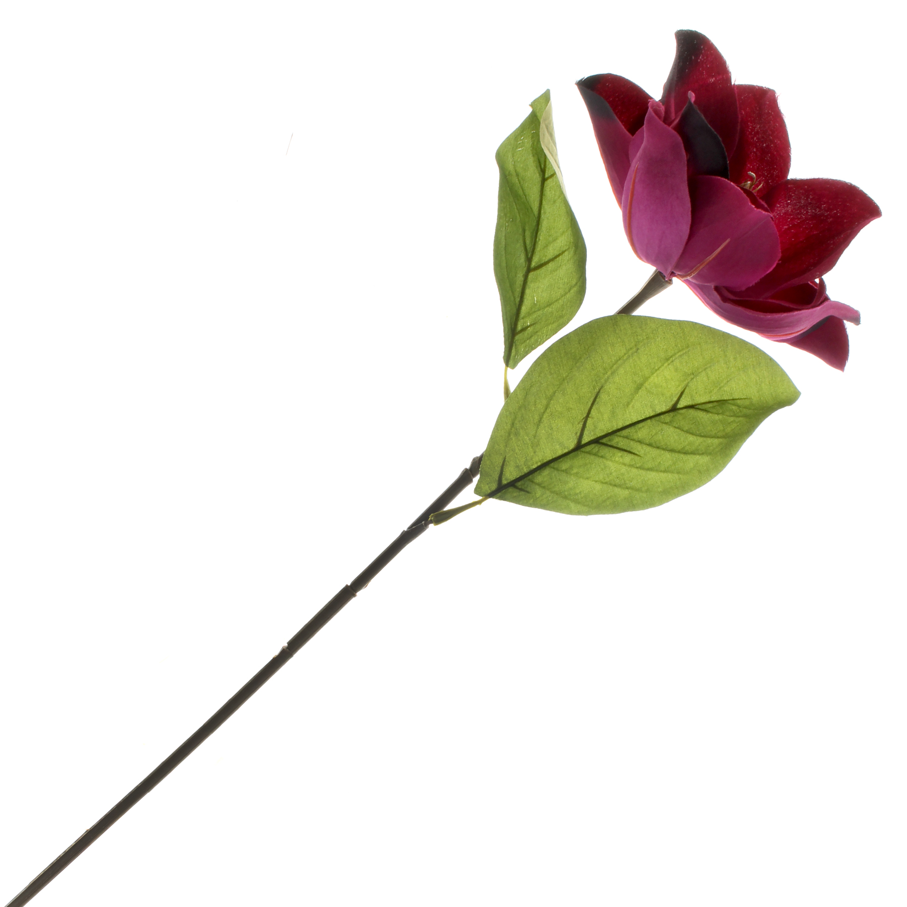 1800x1800 Magnolia Flower Spray By