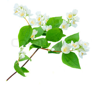 320x285 Red, Plant, Rhododendron, Closeup, Flower, Garden, Pink, Nature