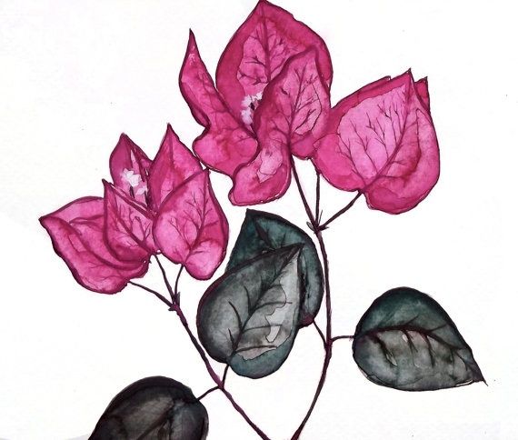 570x484 Bougainvillea Tattoo Meaning