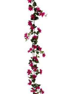 236x314 Watercolor Vector Illustration Of Flower Bougainvillea, Pink