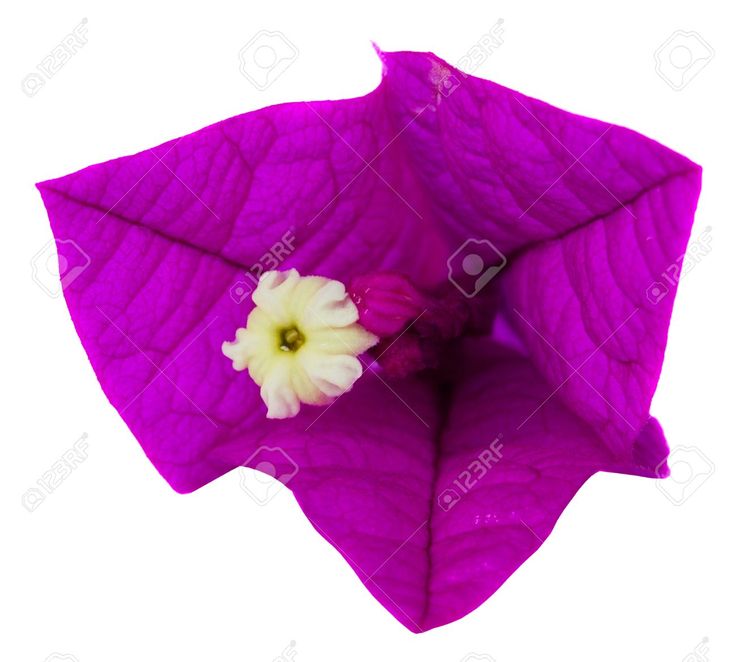 736x662 60 Best Trinarias Bougainvillea Images