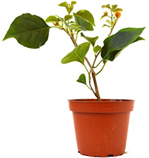 302x320 Bougainvillea