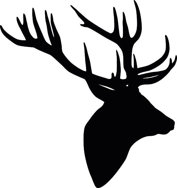 576x612 Deer Head Clipart Vectors Collection