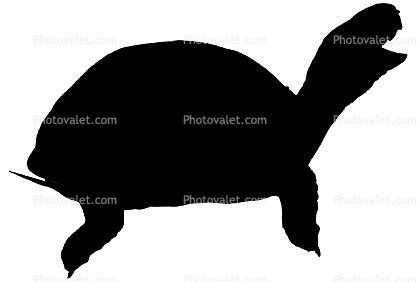 418x282 Box Turtle Silhouette, (Terrapene Carolina), Emydidae, Logo, Shape