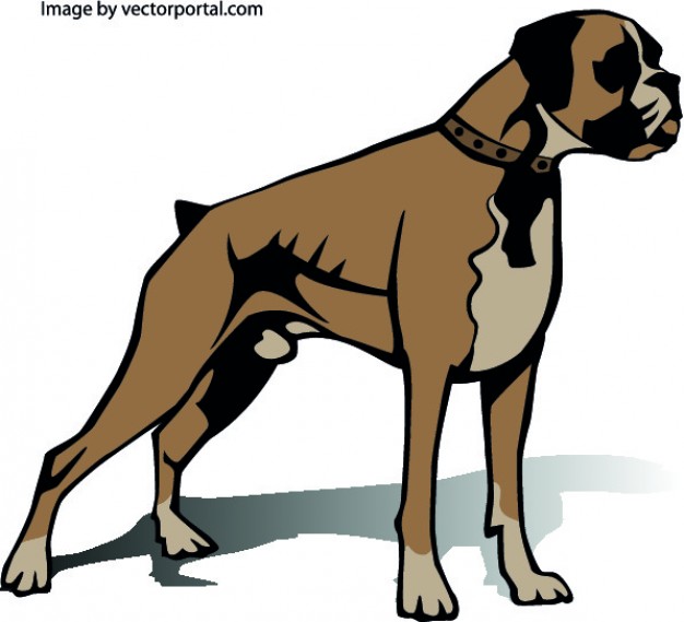 626x569 Boxer Dog Vectors, Photos And Psd Files Free Download