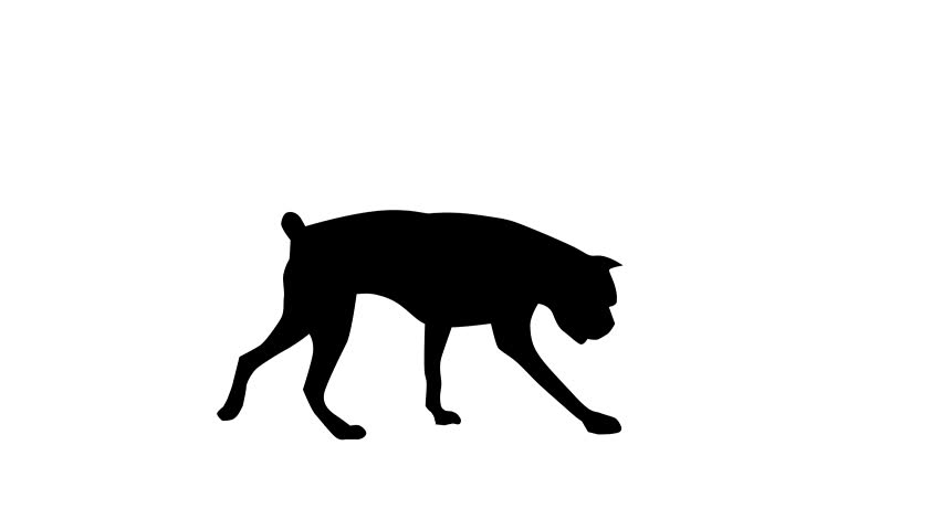 852x480 Silhouette Of The Black Dog (Boxer), Animation Stock Footage Video