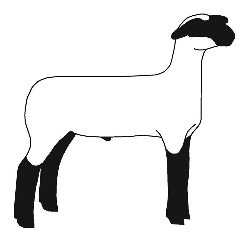 800x772 Hampshire Sheep Clip Art
