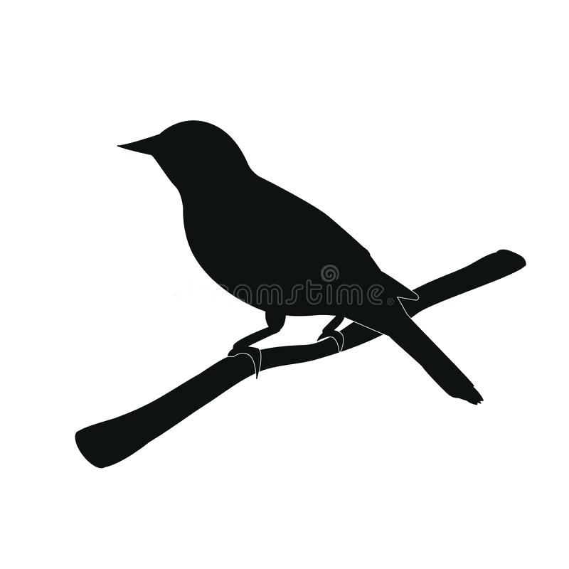 800x800 Bird On Branch Silhouette Plus Flying Birds Bird Collected