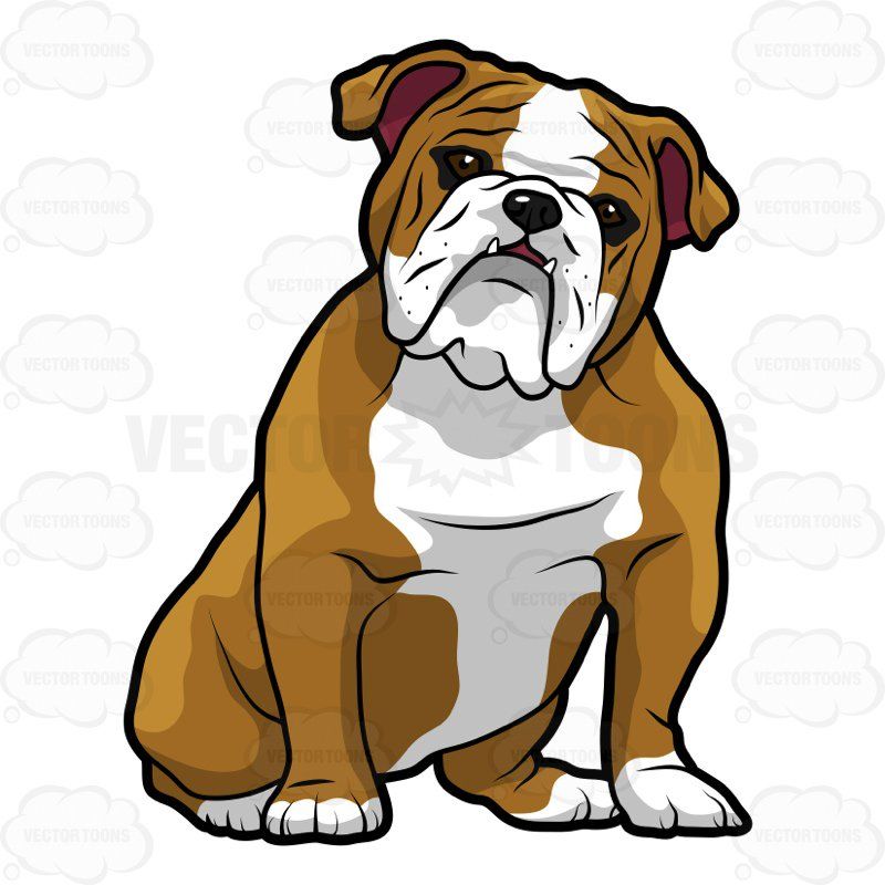 800x800 Cute Bulldog Clipart Tomasa Bulldog Clipart