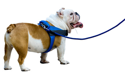 403x240 Search Photos British Bulldog