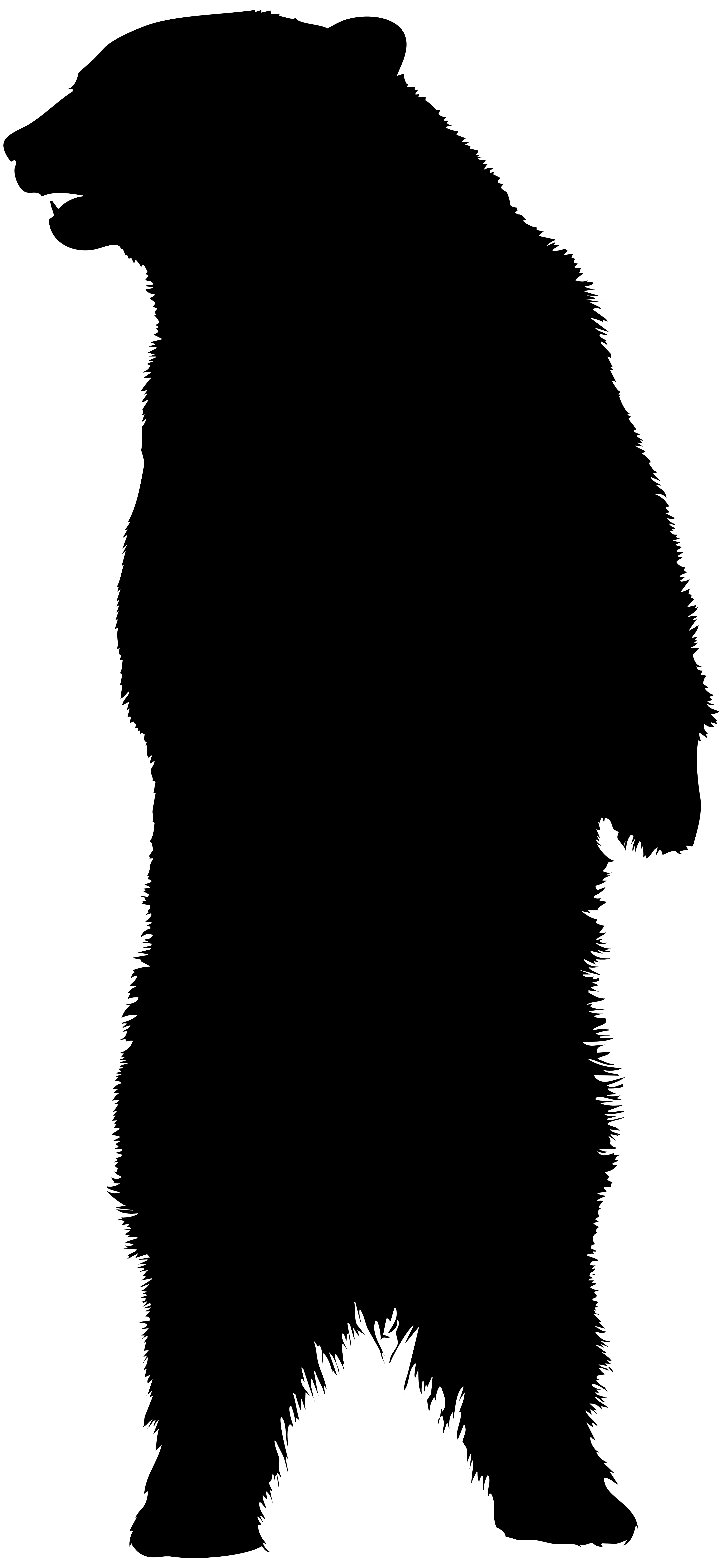 3697x8000 American Black Bear Brown Bear Silhouette