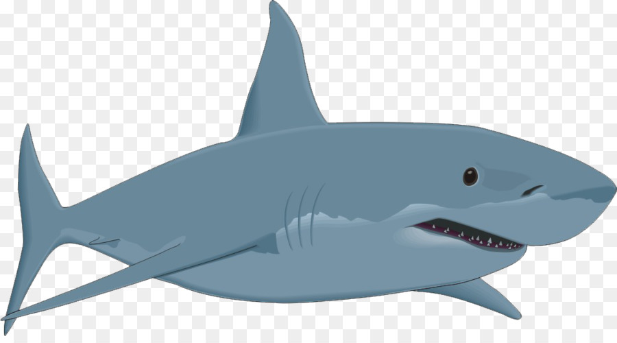 900x500 Bull Shark Clip Art