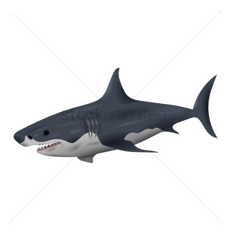450x450 Free Shark Stock Vectors Stockunlimited