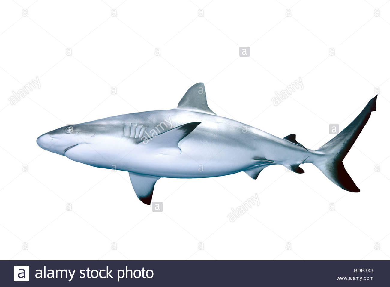 1300x956 Reef Shark Cut Out Stock Images Amp Pictures