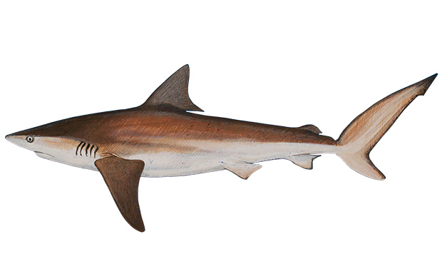 620x356 Ultimate Guide To Australian Sharks