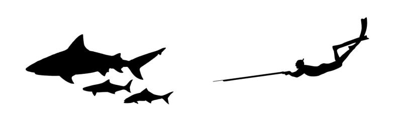 800x225 Bull Shark Cobia