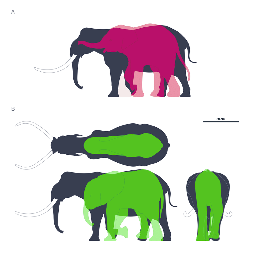 850x826 Comparative Silhouettes Of Palaeoloxodon Ex Gr. P. Falconeri