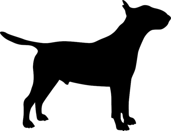 700x537 Bull Terrier