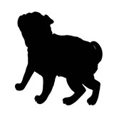 160x160 French Bulldog Purebred Dog Standing In Side View