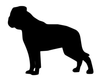 340x270 American Bully Etsy