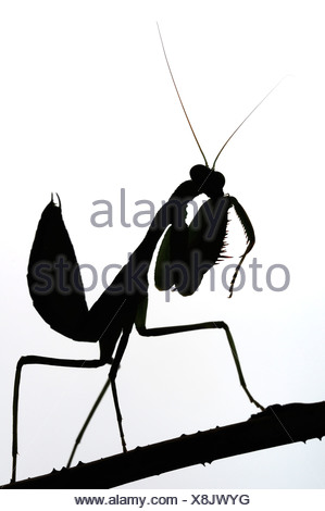 299x470 Praying Mantis Silhouette Stock Photo 61048169