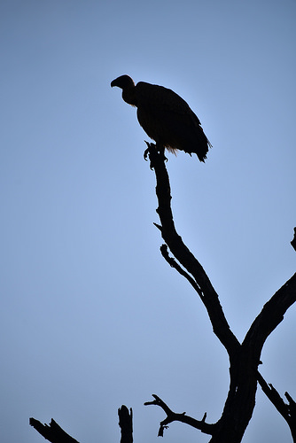 334x500 Stephanie Pinches's Favorites