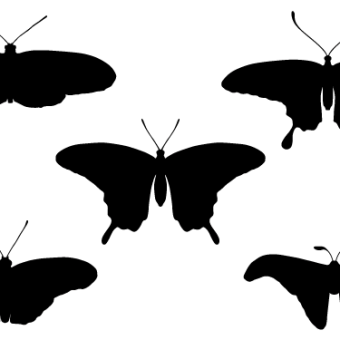 Butterfly Silhouette Template