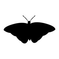 200x200 Silhouette Of Butterfly Vector Image