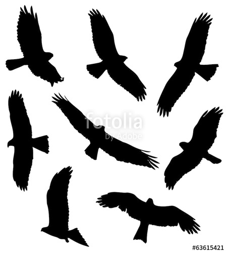 450x500 Common Buzzard In Flight Silhouettes Stock Image And Royalty Free