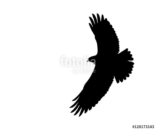 500x415 Common Buzzard Takes Off. Silhouette. Stock Image And Royalty