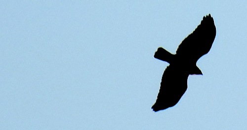 500x264 Natural Lizard