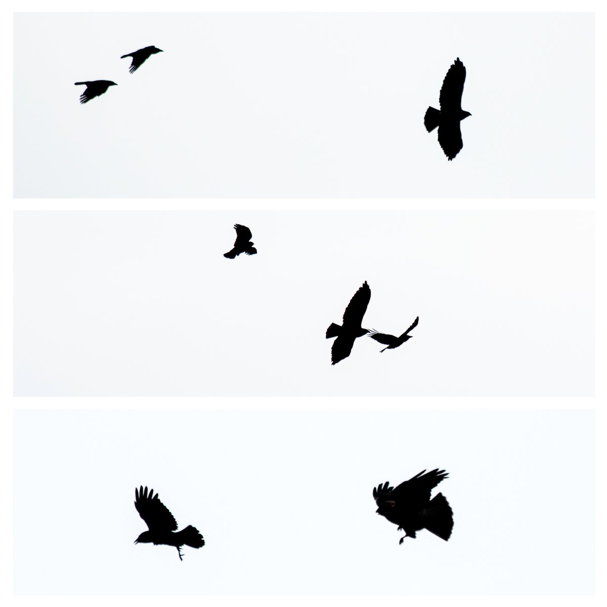 1200x1200 Rebeccabeusmansphoto On Twitter A Short Tale Of Crows V'S