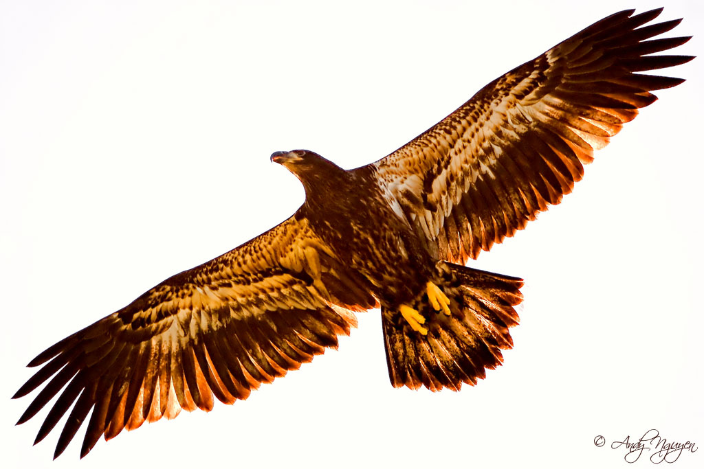 1024x683 The Golden Eagle This Eagle Silhouette Was Taken