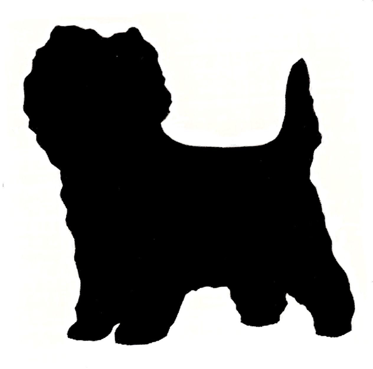 1264x1252 Border Collie