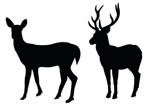 500x350 Printable Deer Clip Art Printable