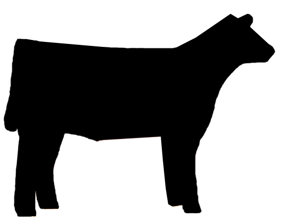 570x452 Club Calf Clipart