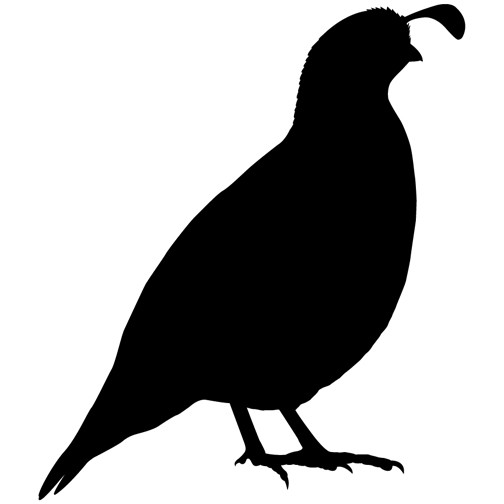 504x504 California Quail Vinyl Wall Decal By Wilsongraphics On Etsy